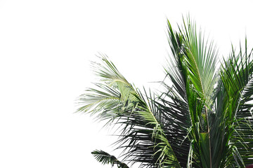 Naklejka na ściany i meble Coconut Palm Tree Isolated On White Background.
