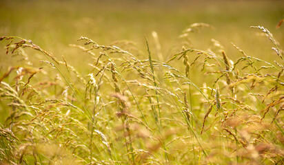 Yellow grass on the field with blurry background