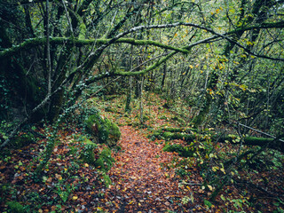 un sous-bois en automne avec de arbres moussus. Un chemin dans les bois. un sentier sous les arbres d'une forêt.