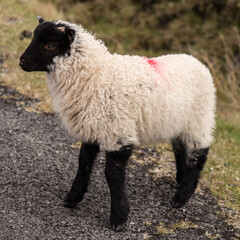 Black head sheep ireland