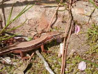 ニホンカナヘビ