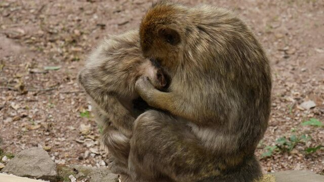 4k video of wild monkey - family 50 fps