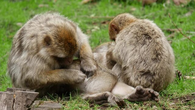 4k video of wild monkey - family  50 fps