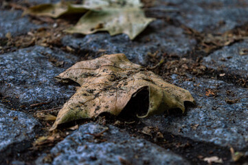 A maple leaf lying on the floor