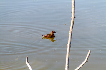 Common pochard, famale swimming in a lake in Vitoria Spain