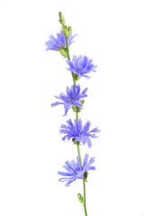 Fototapeta na wymiar Chicory flowers isolated on white. Medicinal herbs. Coffee alternative. Common chicory or Cichorium intybus flowers. Isolated on white