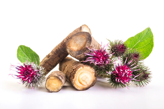 Prickly heads of burdock flowers on a white background. Burdock roots isolated white background. Treatment plant. Isolated on white