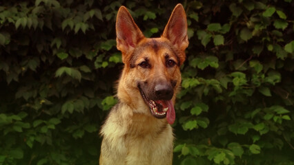 portrait of a german shepherd dog