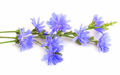 Few twigs of chicory isolated on white. Medicinal herbs. Coffee alternative. Isolated on white. Common chicory or Cichorium intybus flowers - obrazy, fototapety, plakaty