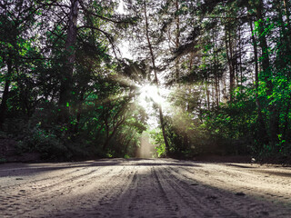 dark forest at sunset
