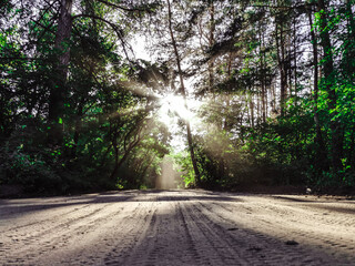 Fototapeta premium dark forest at sunset