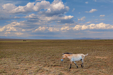 Fototapeta premium Przewalski wild horse in the steppes of Kazakhstan