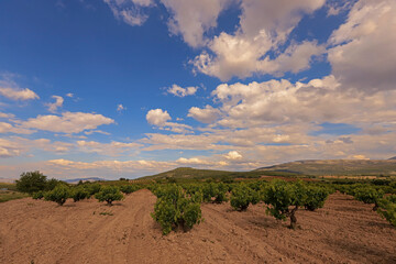Vineyards in Turkey / Denizli Province