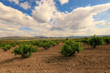 Fototapeta na wymiar Vineyards in Turkey / Denizli Province