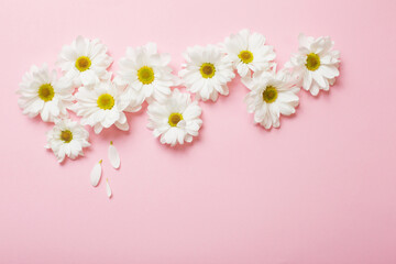 white chrysanthemum on pink paper background