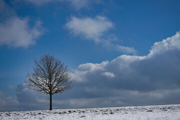 Baum im Winter