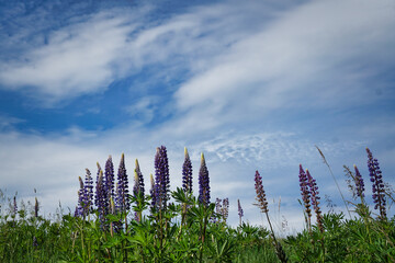 Stauden Lupine