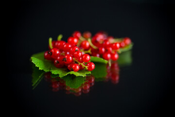 ripe summer berry red currant on a black