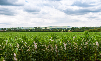 corn field and blue sky