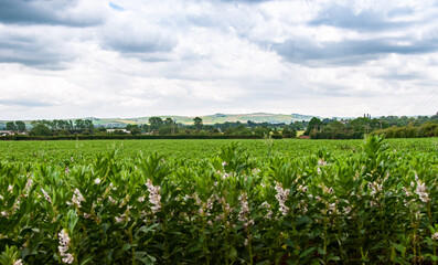 Fototapeta na wymiar corn field and blue sky