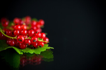 ripe summer berry red currant on a black