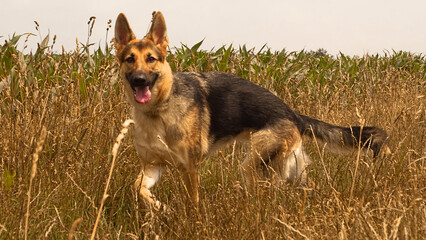 portrait of a german shepherd dog in grass
