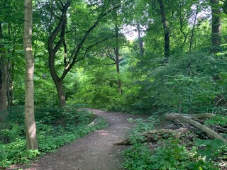 path in the woods
