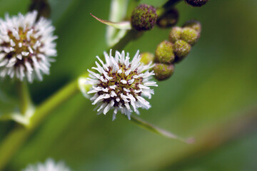 The strange plant is similar to the coronavirus COVID-19