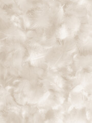 Beautiful abstract gray and white feathers on white background, soft brown feather texture on white pattern background, gray feather background