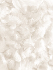 Beautiful abstract gray and white feathers on white background, soft brown feather texture on white pattern background, gray feather background