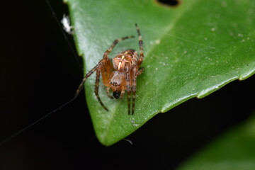 European garden spider Araneus diadematus sitting on a leaf while. The leftmost claw is hooked to a...
