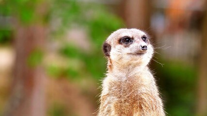 A photo of the look of a Meerkat in the desert