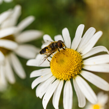 A bee pollinates a camomile flower. Photo of a bee on a camomile. A bee on a flower.