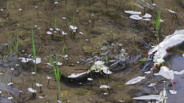Frog swimming in a river making loud sounds. Frog ribbits in the water.