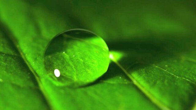 Close up of a leaf showing veins and single water droplet