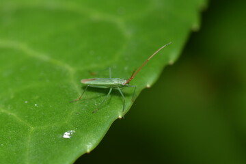 Trigonotylus caelestialium, the rice leaf bug, with its distinctive red antennae