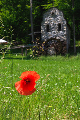 Close-up of red poppy on a blurry background. Scarlet Poppy. Stone building in the background.