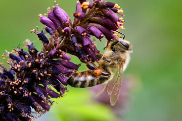 Westliche Honigbiene ( Apis mellifera ), Europäische Honigbiene beim Nektarsammeln am Blütenstand des Bastardindigo s ( Amorpha fruticosa )