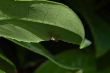 Jumping spider lurking in the shadows, waiting for prey under a leaf. 