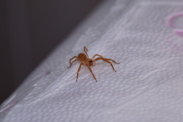 Tiny house spider, probably a young female Tegenaria, found on a toilet paper roll.