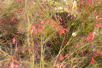 Flores
