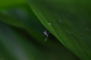 Female tiger mosquito (Aedes albopictus) resting on a leaf in the shadows