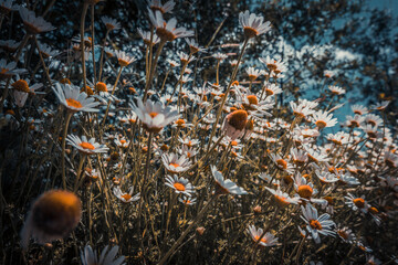 Meadow with lots of white and pink spring daisy flowers and yellow dandelions in sunny day