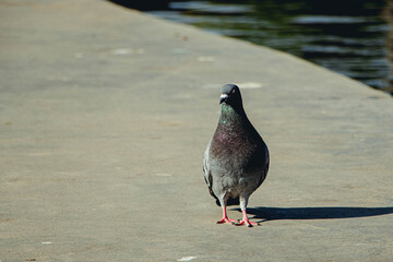 Pigeon walking down street