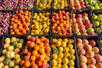 Variety of fruits in the market