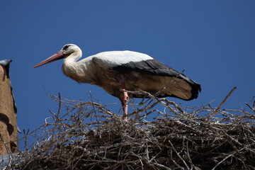 Cigüeña en el nido
