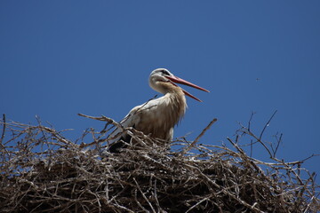 Cigüeña crotoreando