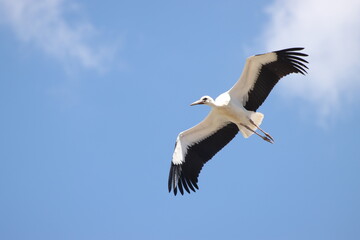 Cigüeña volando