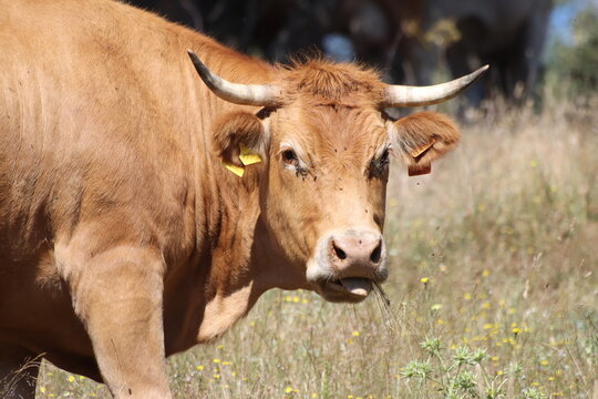 Vaca rumiando
