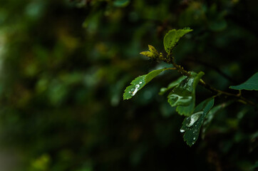Fototapeta na wymiar Rain drop on a leaf